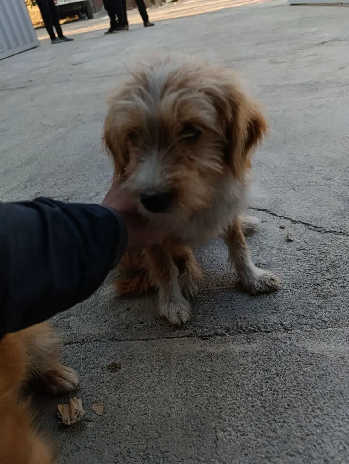 واگذاری سگ شیترو ماده|سگ|قرچک, مهدیه|دیوار