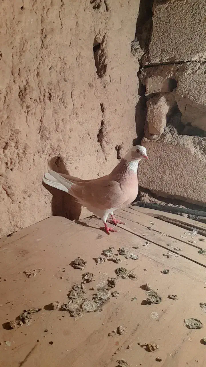 کبوتر رنگی|پرنده|شاهرود, |دیوار