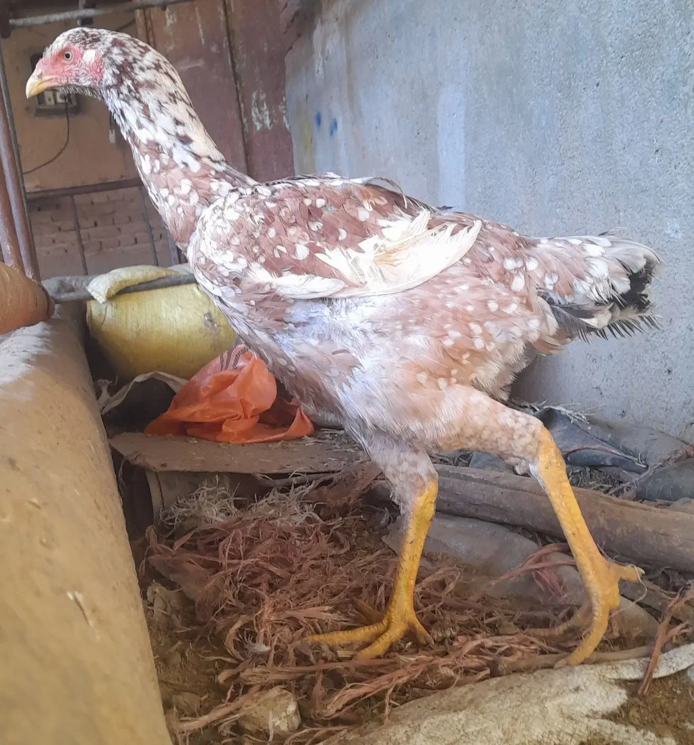 لاری|حیوانات مزرعه|خسروشاه, |دیوار