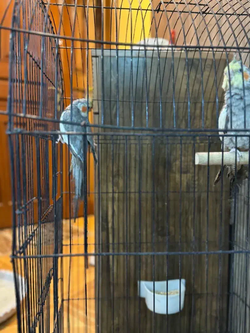 دو تا عروس هلندی نر شیطون|پرنده|مشهد, آزادشهر|دیوار