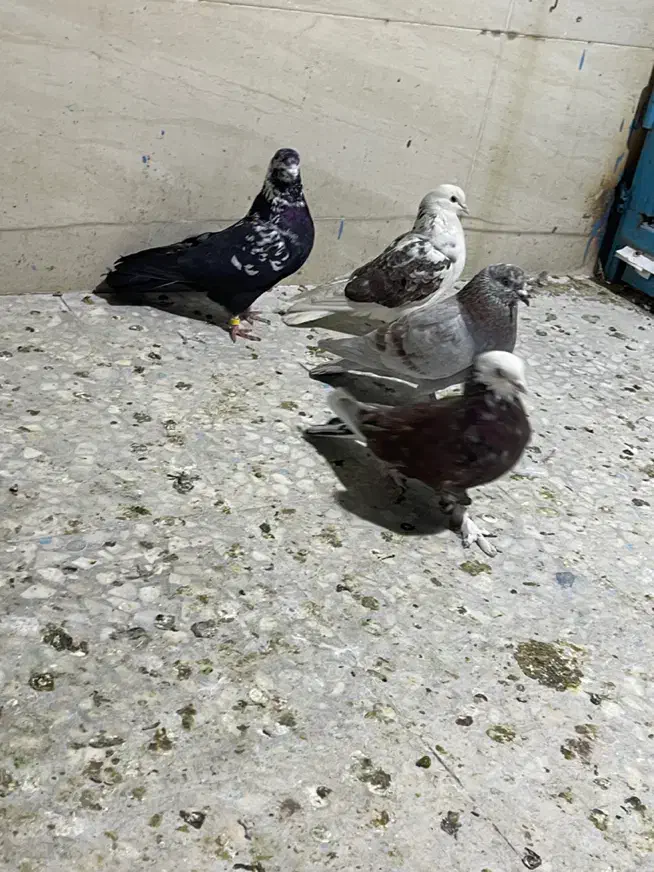 معاوضه کبوتر|پرنده|قم, انصار‌الحسین|دیوار