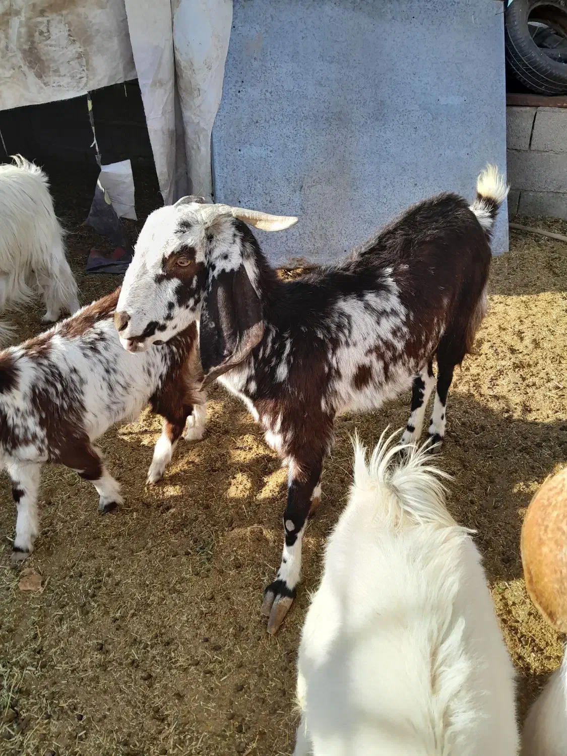 گوسفند بز کهره بره|حیوانات مزرعه|کرمان, |دیوار