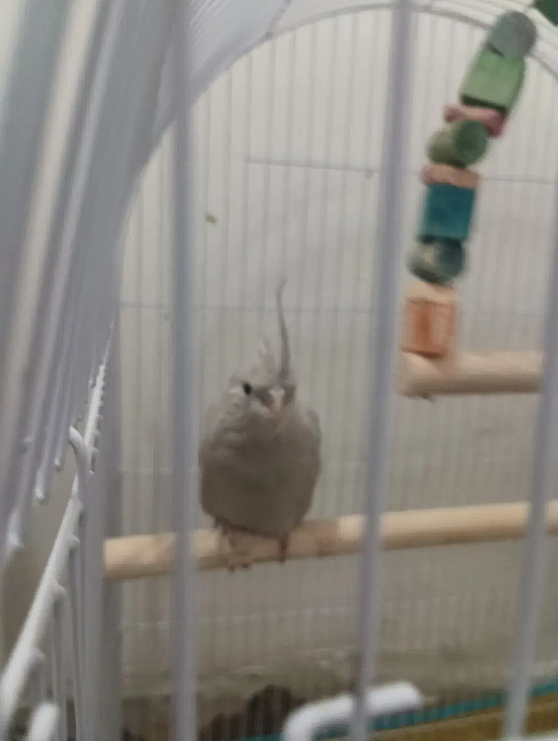 عروس هلندی|پرنده|مشهد, رده|دیوار