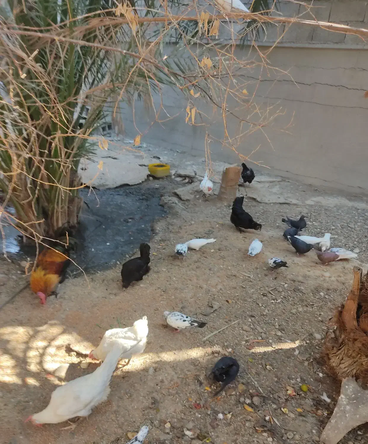 فروش مرغ وکبوتر|پرنده|خورموج, |دیوار