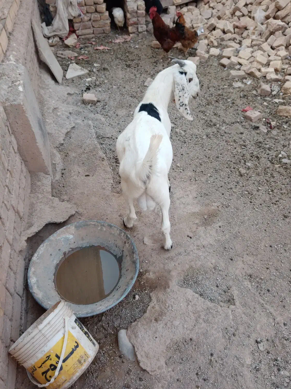 فروش دام|حیوانات مزرعه|دامغان, |دیوار