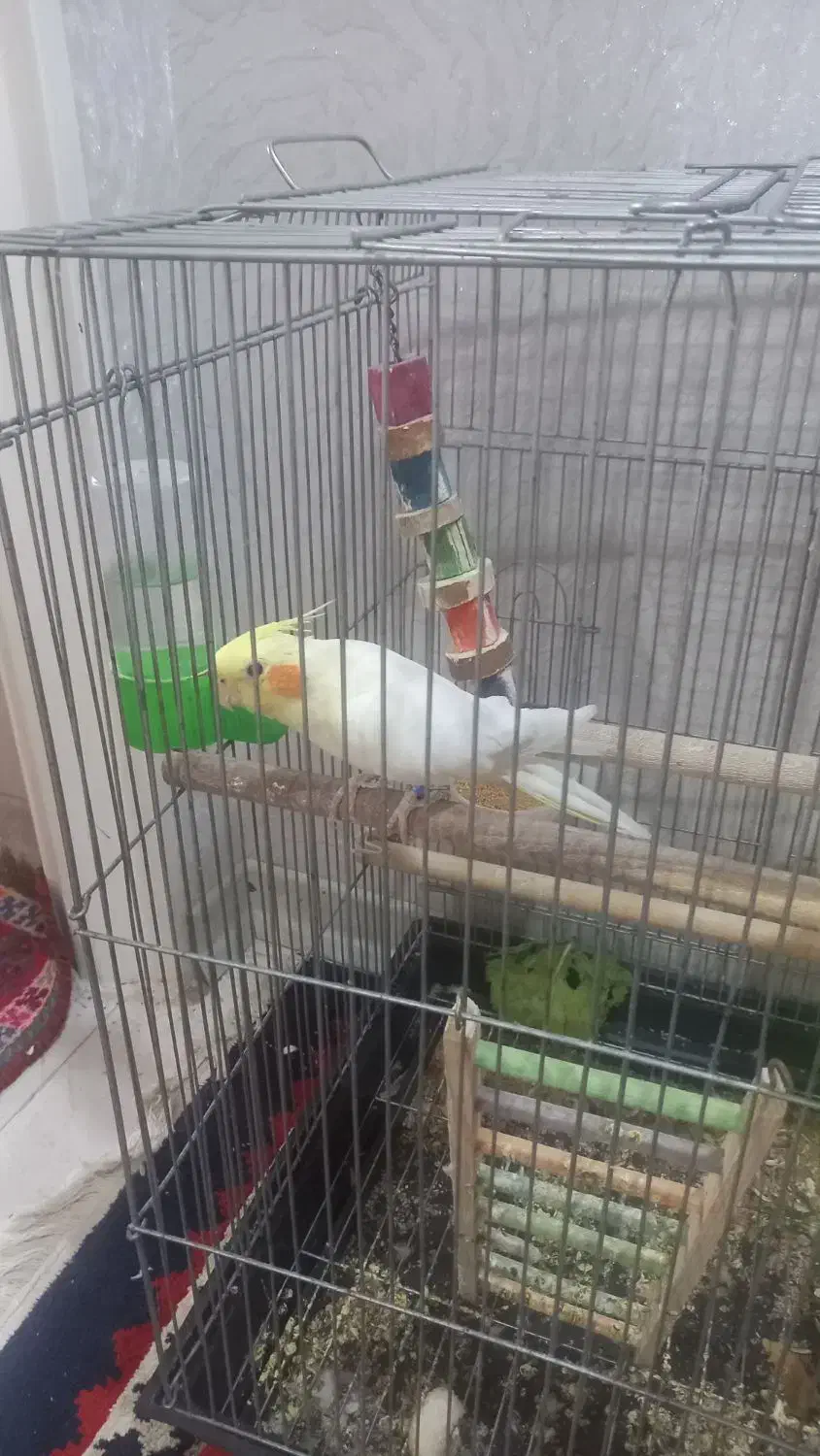 فروش عروس هلندی|پرنده|صدرا-فارس, فاز ۲|دیوار