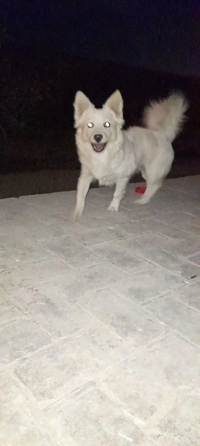 سگ میکس اشپیتز|سگ|قم, عمار یاسر|دیوار