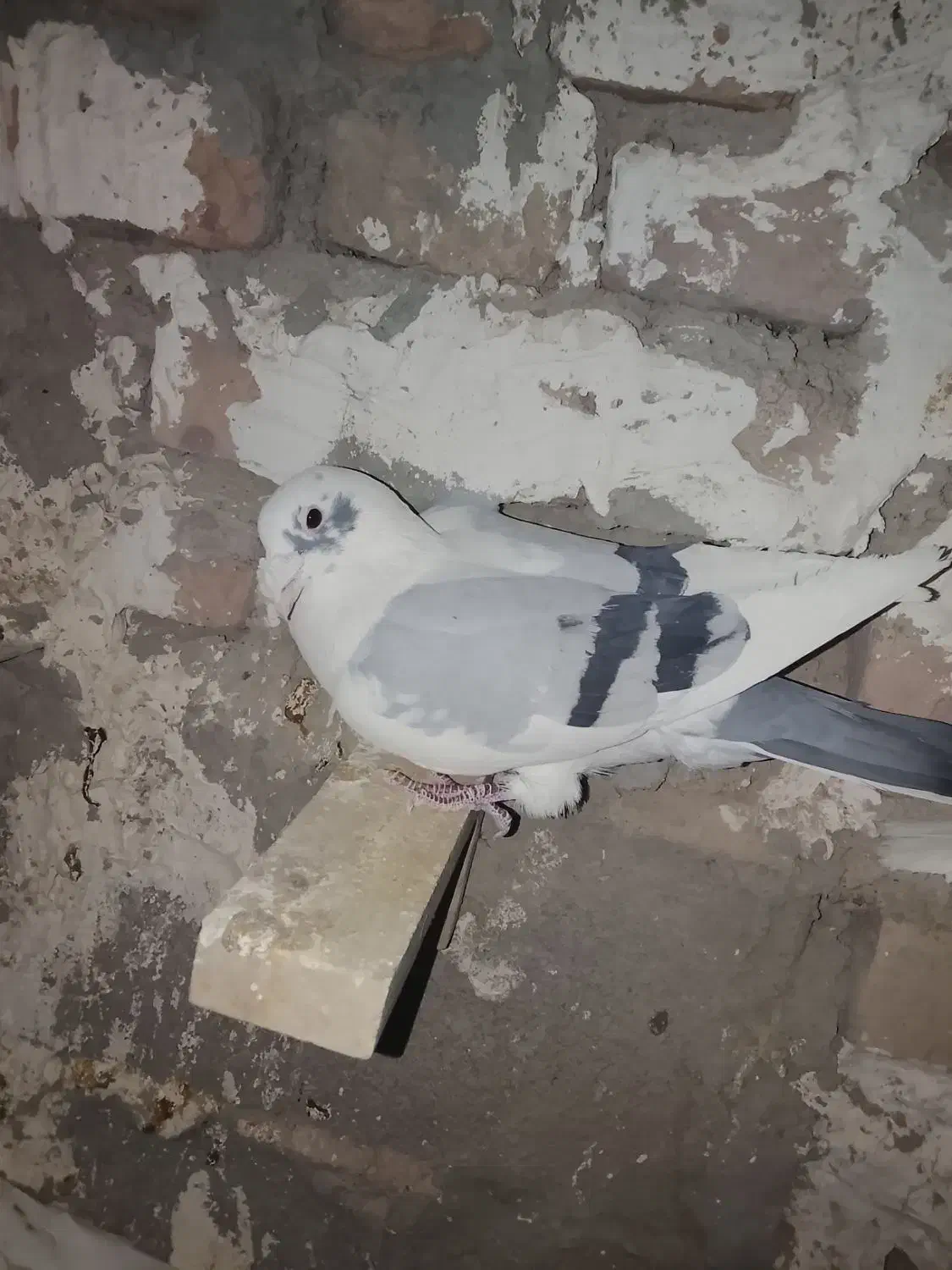 8عددنر (خاش)|پرنده|سراوان, |دیوار