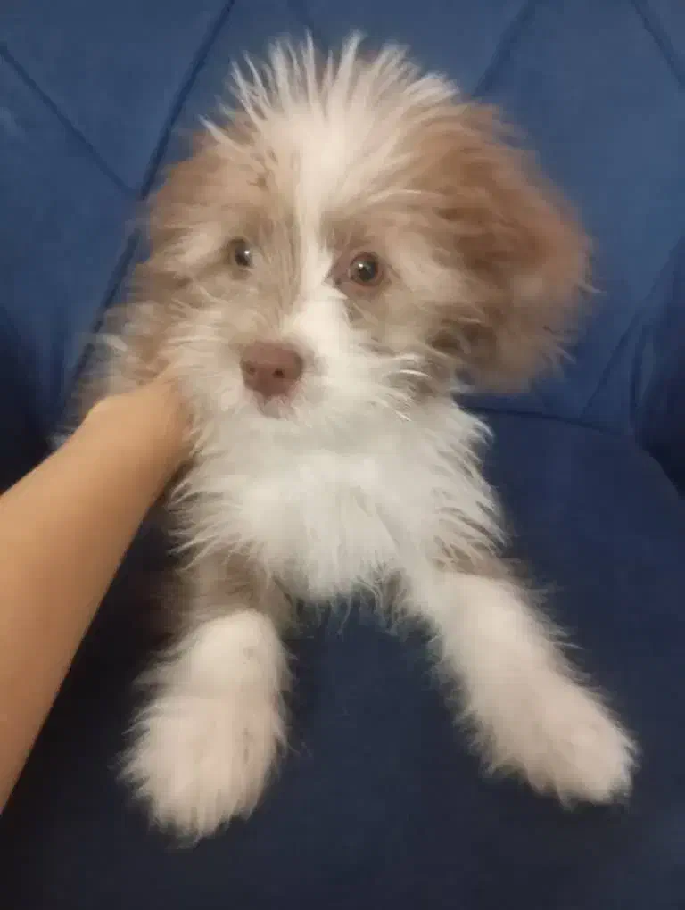 توله شیتزو ماده|سگ|اصفهان, شاهد|دیوار