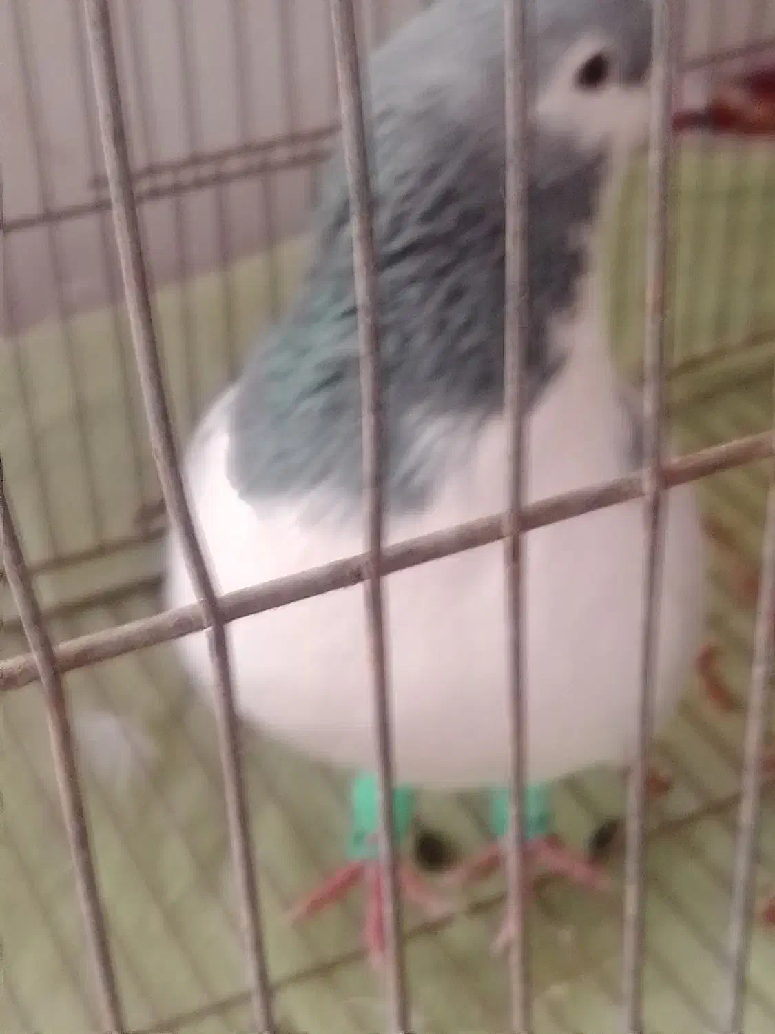 گفتی فروش|پرنده|نیشابور, قلعه نو|دیوار