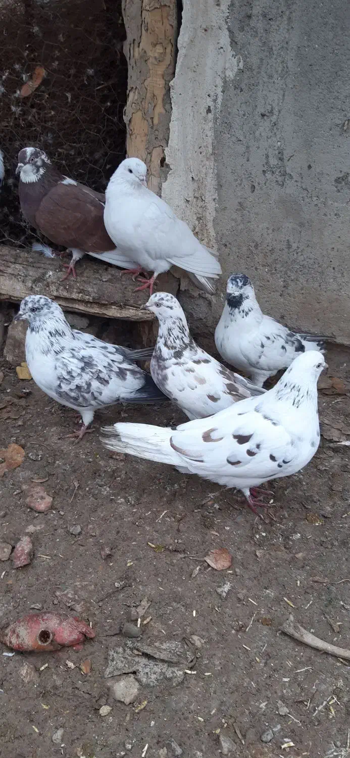 کبوتر غریبگیری|پرنده|ساوه, |دیوار