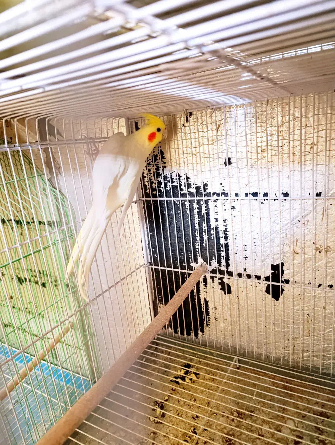 عروس هلندی سرلاکی کوتوله برزیلی|پرنده|شیراز, درکی|دیوار