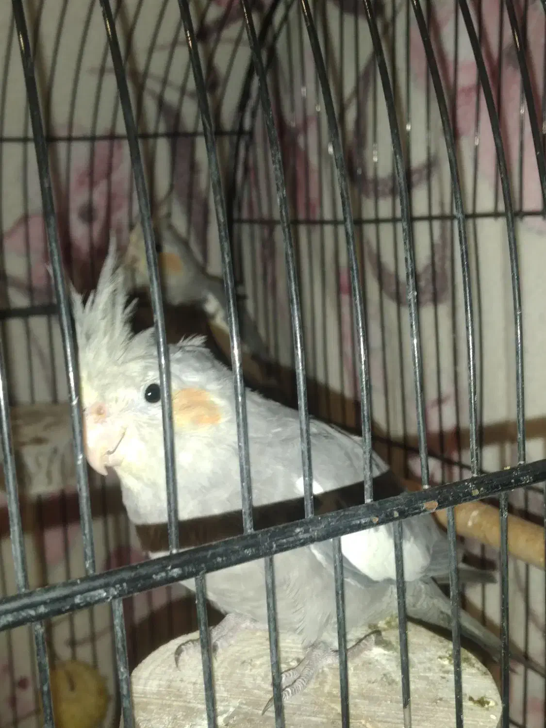 عروس هلندی|پرنده|تهران, شارق|دیوار