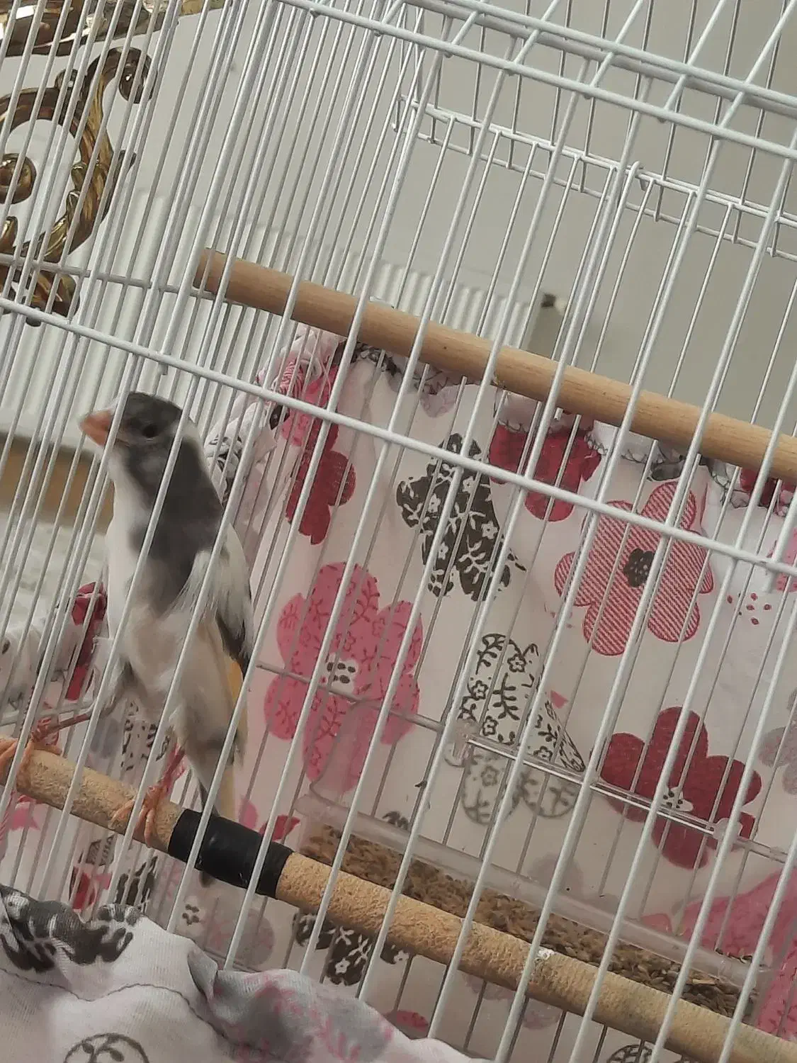 پرنده|پرنده|قزوین, |دیوار