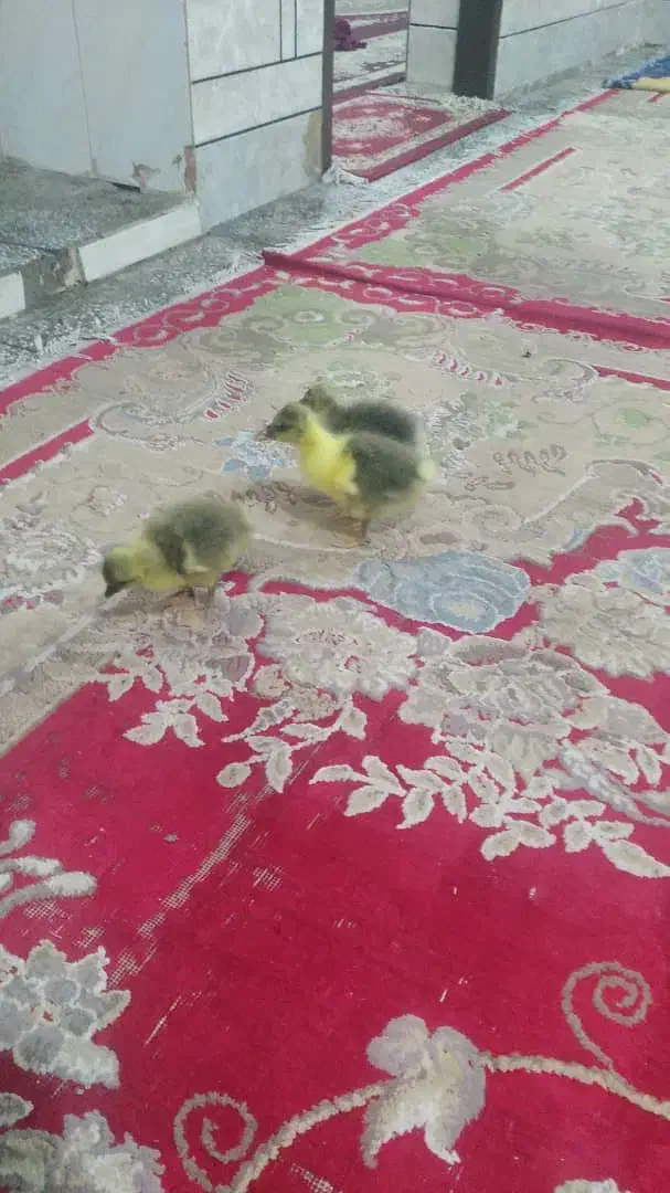 جوجه غاز و خروس پنج ماهه|حیوانات مزرعه|سوسنگرد, |دیوار