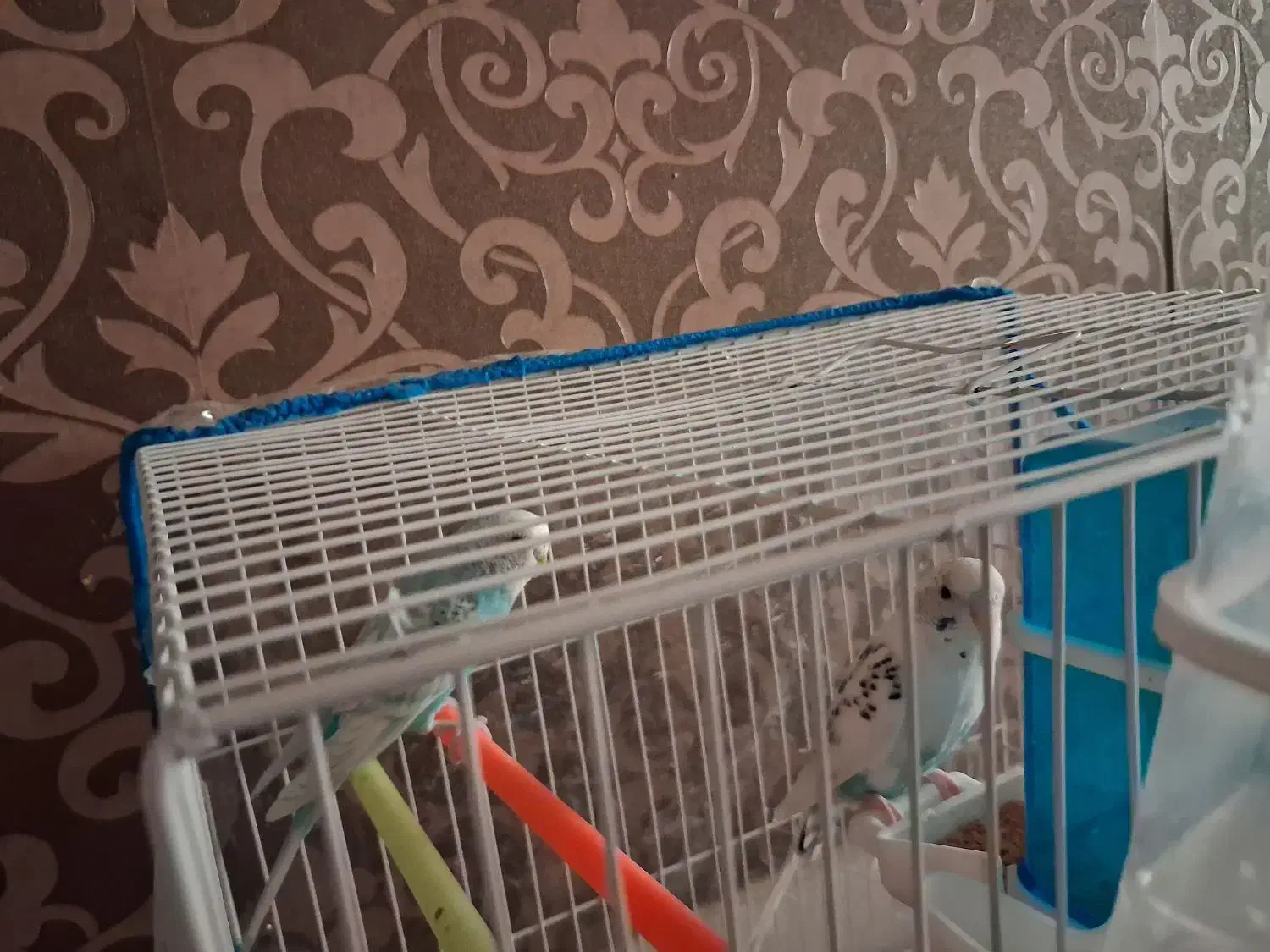 یک جفت مرغ عشق با قفس|پرنده|قزوین, |دیوار