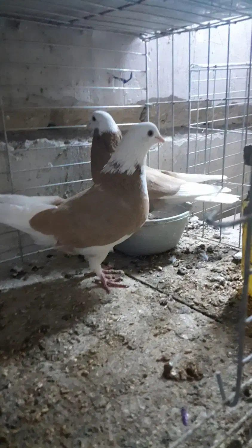 شازده گلی|پرنده|کاشان, پامنار|دیوار