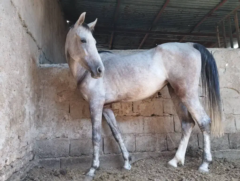 فروش اسب نوه شاهزاده سین|اسب و تجهیزات اسبسواری|فسا, |دیوار