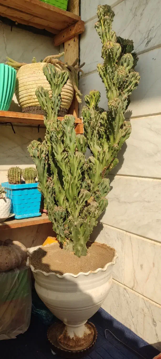 کاکتوس صخره‌ای پر ۷۵ سانتی فوق‌العاده پر و خاص|گل و گیاه طبیعی|قرچک, باقرآباد|دیوار