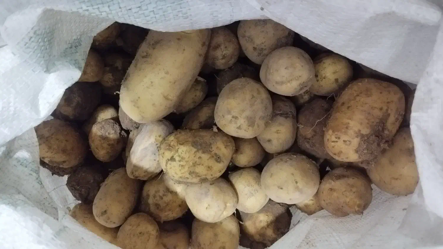 سیب زمینی خاکی|خوردنی و آشامیدنی|نورآباد, |دیوار