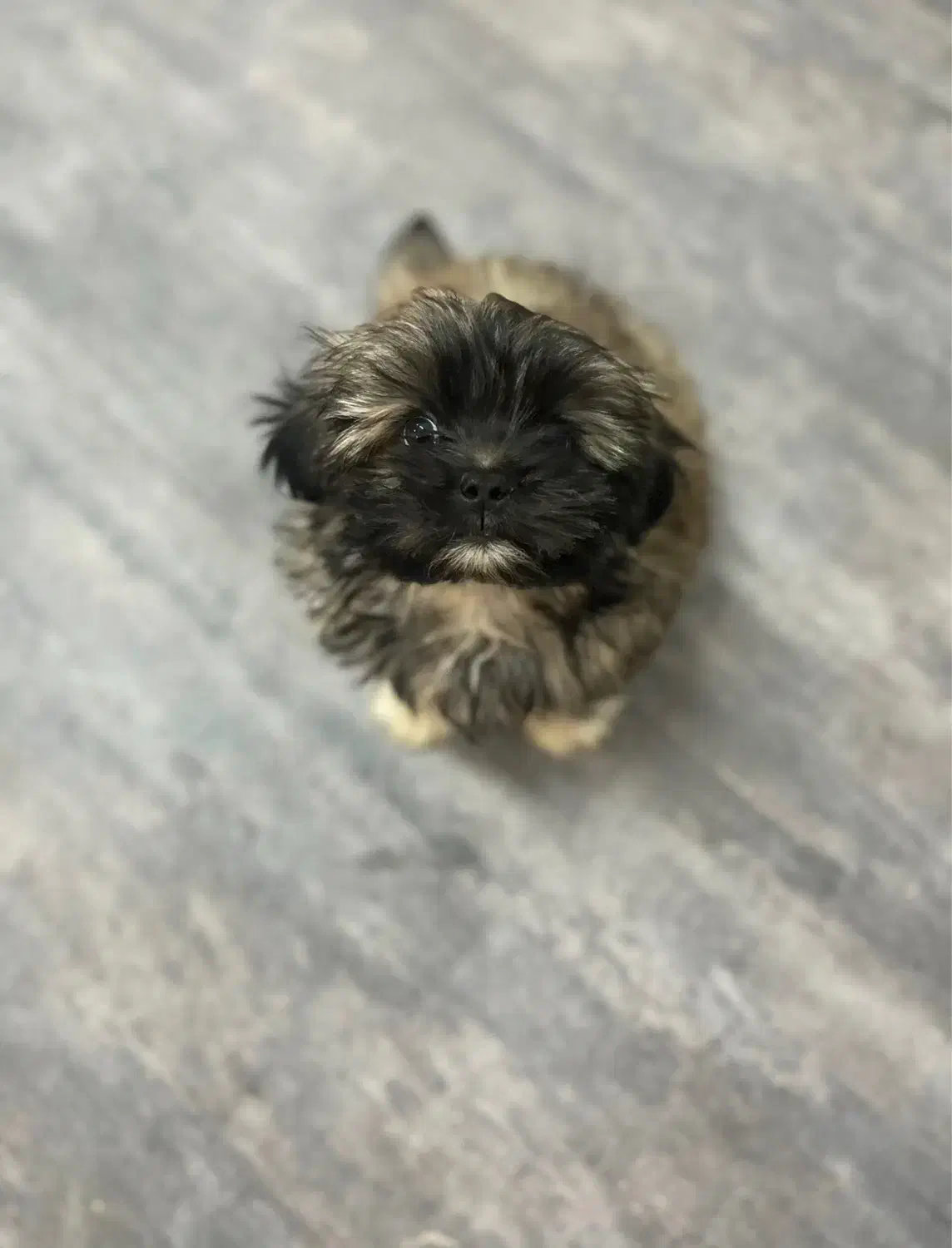 سگ یک ساله شیتزو اشپیتز|سگ|کرمان, |دیوار