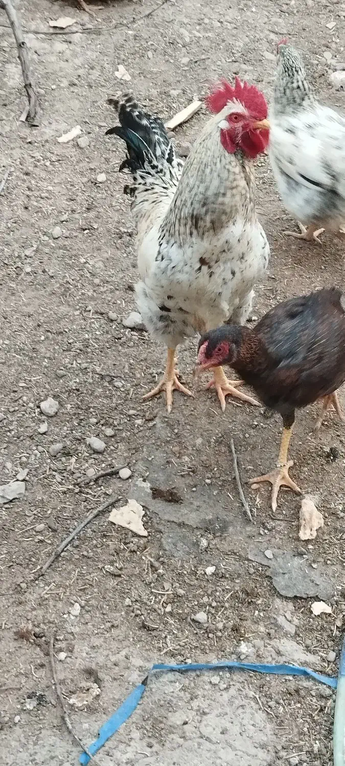 خروس محلی سالم سرحال|حیوانات مزرعه|کوراییم, |دیوار