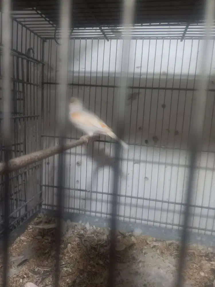 یک عددقناری ماده موزایکی یک هفته دیگه کاملن اماده|پرنده|اهواز, کوروش|دیوار