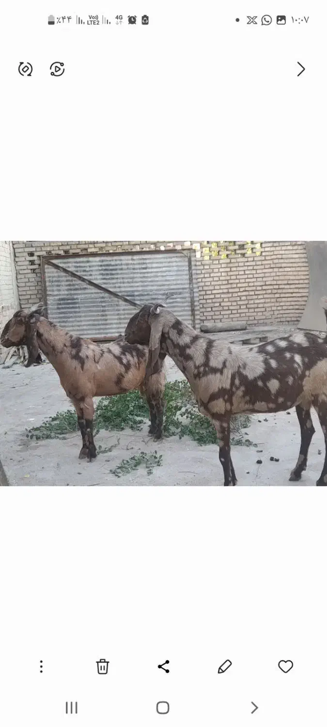 بز پاکستانی|حیوانات مزرعه|مسجد سلیمان, |دیوار