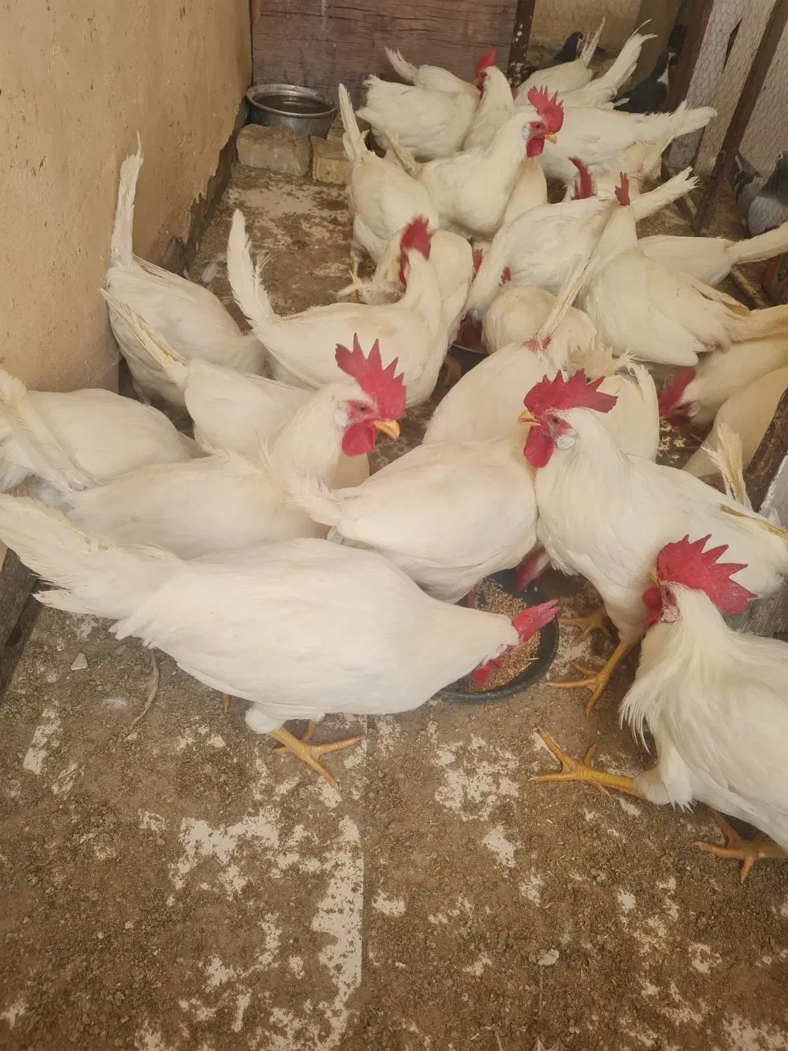 خروس جوان|حیوانات مزرعه|اصفهان, ارغوانیه|دیوار