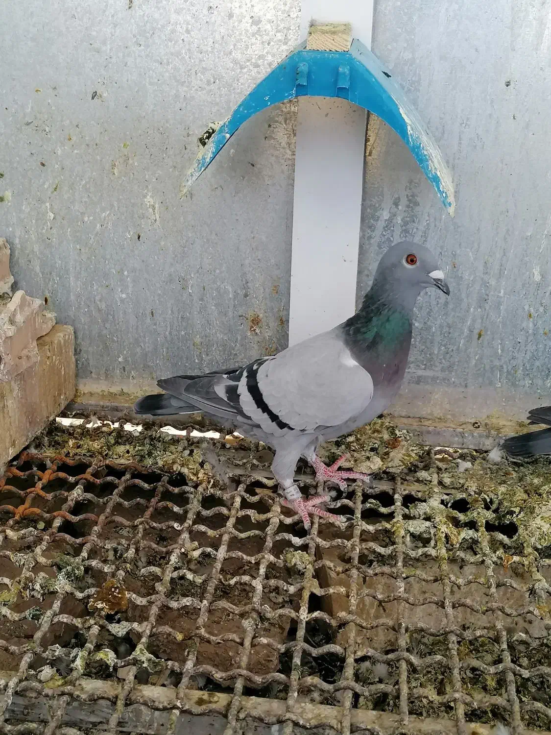 بار جدید اصل جنس|پرنده|کاخک, |دیوار