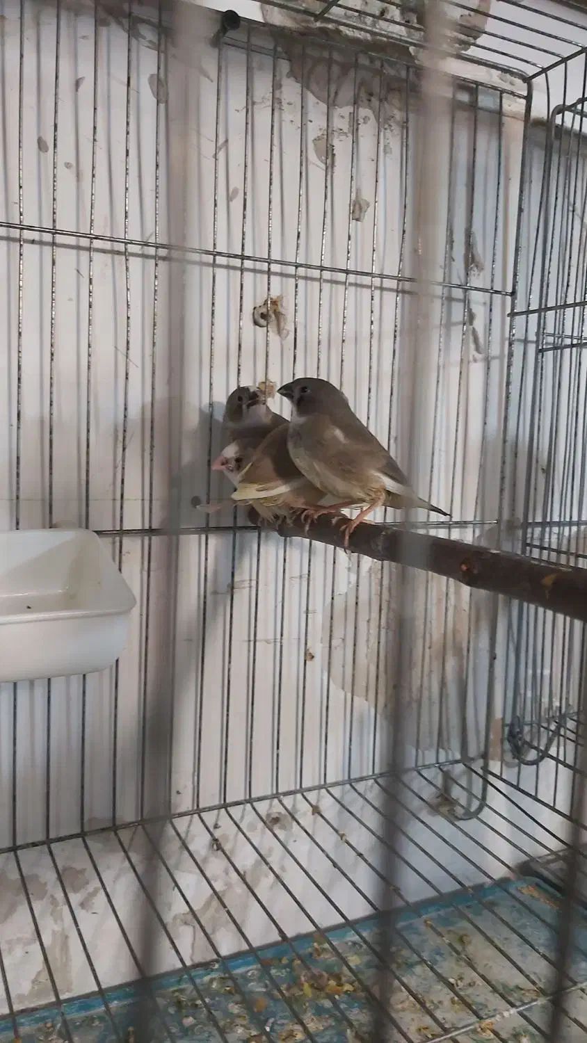 فنچ کینگ با۴جوجه معاوضه با قناری|پرنده|تبریز, |دیوار