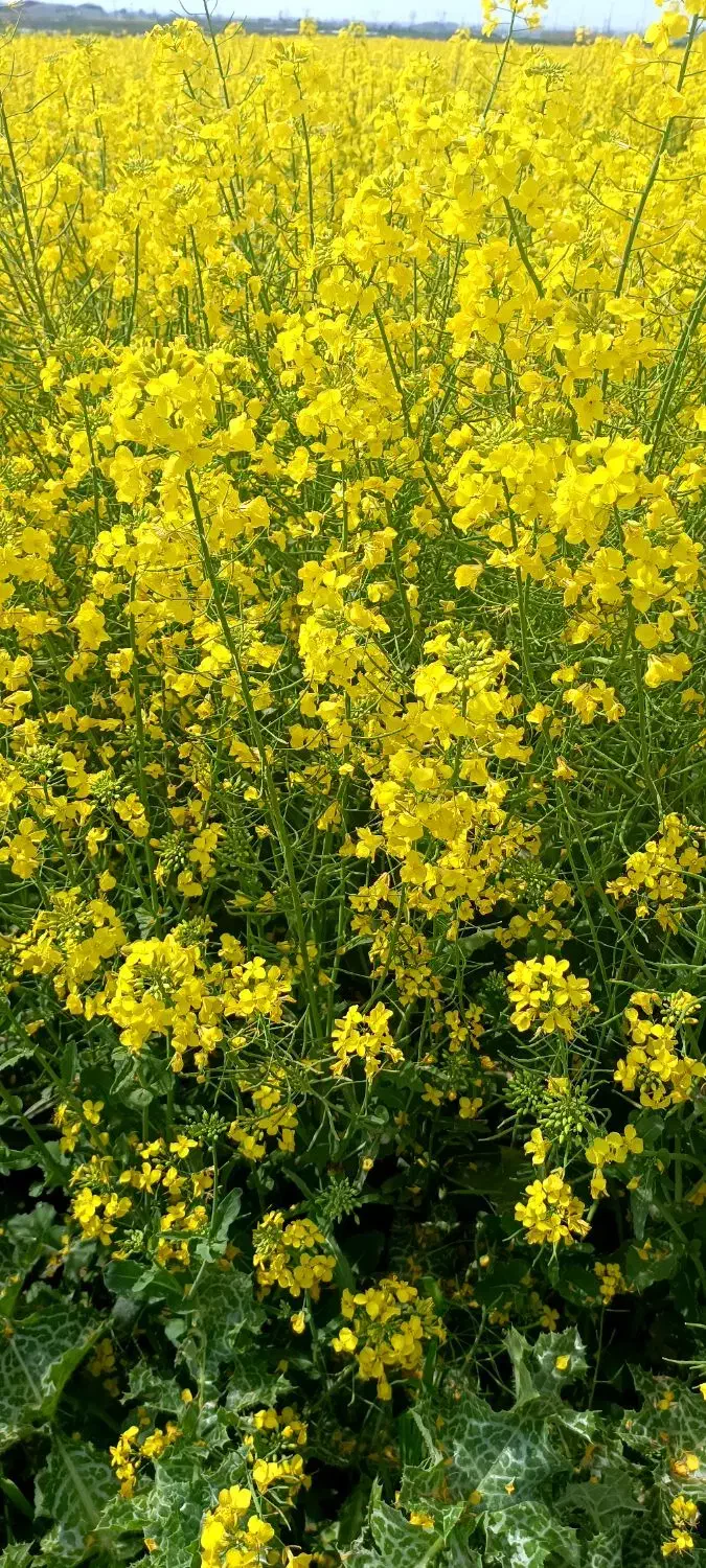 تعمیرات ادوات کشاورزی و مرغداری و پمپهای آب درمحل|خدمات پیشه و مهارت|اسفراین, |دیوار