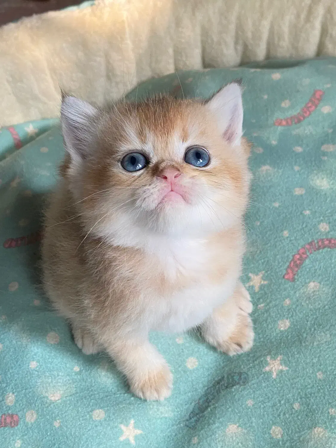 گربه های گلد ny11|گربه|کرج, فاز ۴ مهرشهر|دیوار