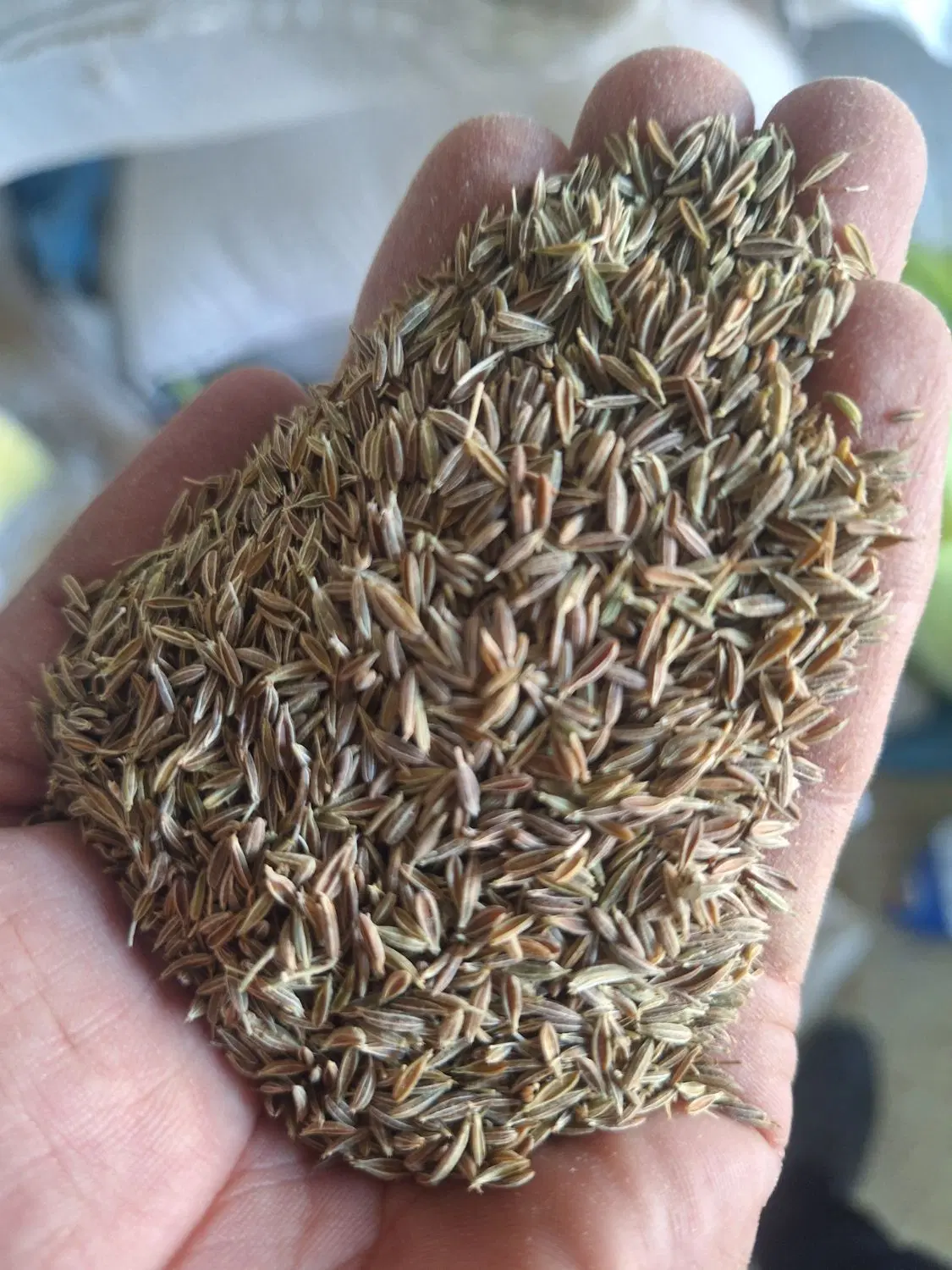 زیره|خوردنی و آشامیدنی|مرودشت, مسکن مهرگان|دیوار