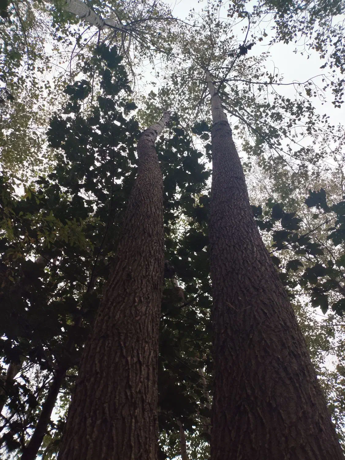 فروش درخت ۱۵ ساله صنوبر|گل و گیاه طبیعی|رودبنه, |دیوار