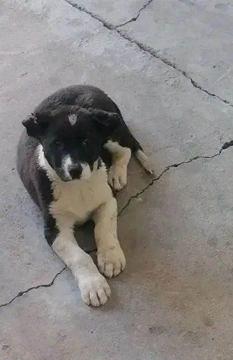 توله قدرجونی|سگ|مسجد سلیمان, |دیوار