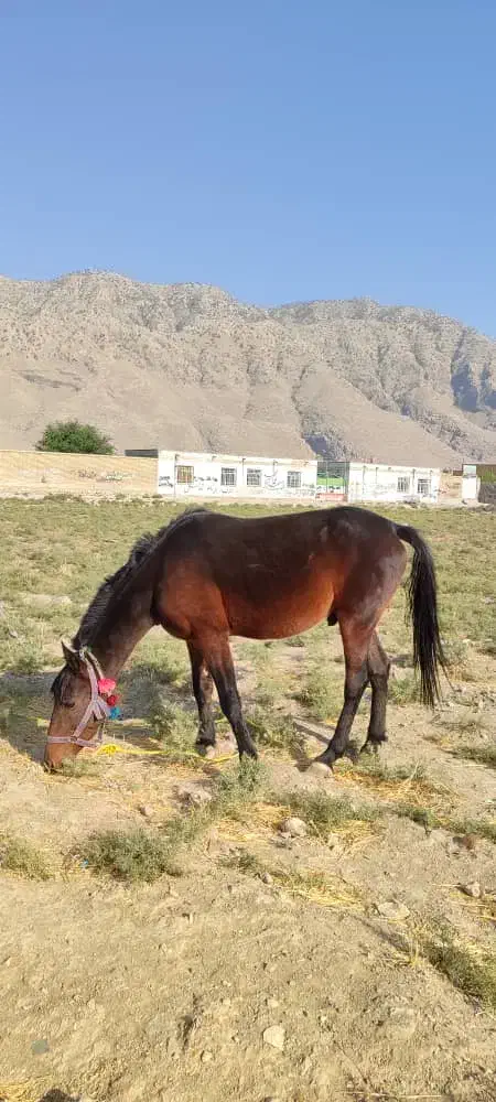 اسب نریون|اسب و تجهیزات اسبسواری|ایذه, |دیوار