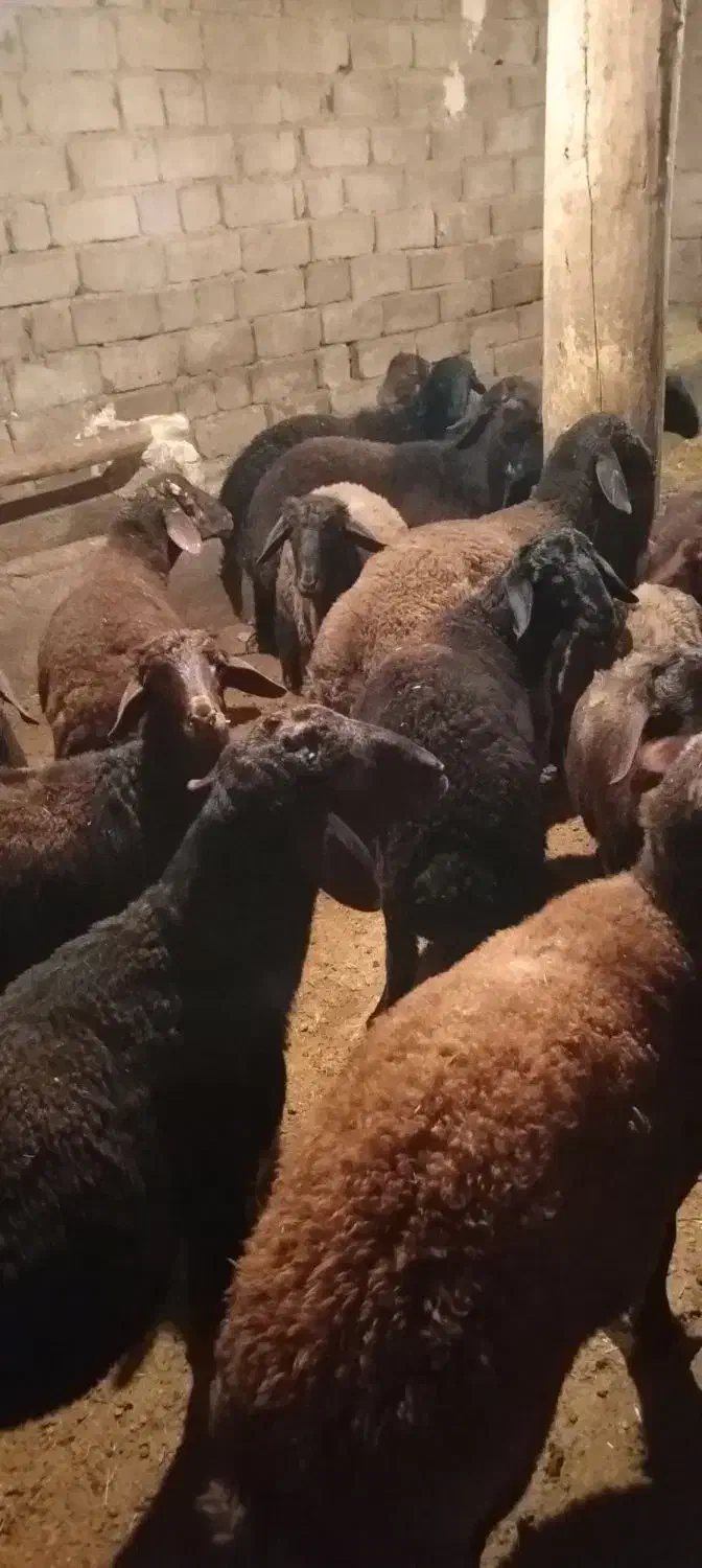 30راس بره نر پرواری|حیوانات مزرعه|باغ حلی, |دیوار