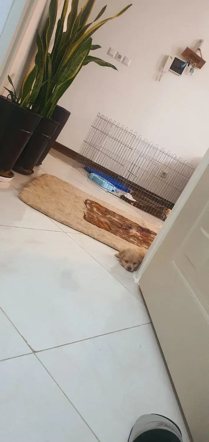 مالتبپو|سگ|قم, بکایی|دیوار