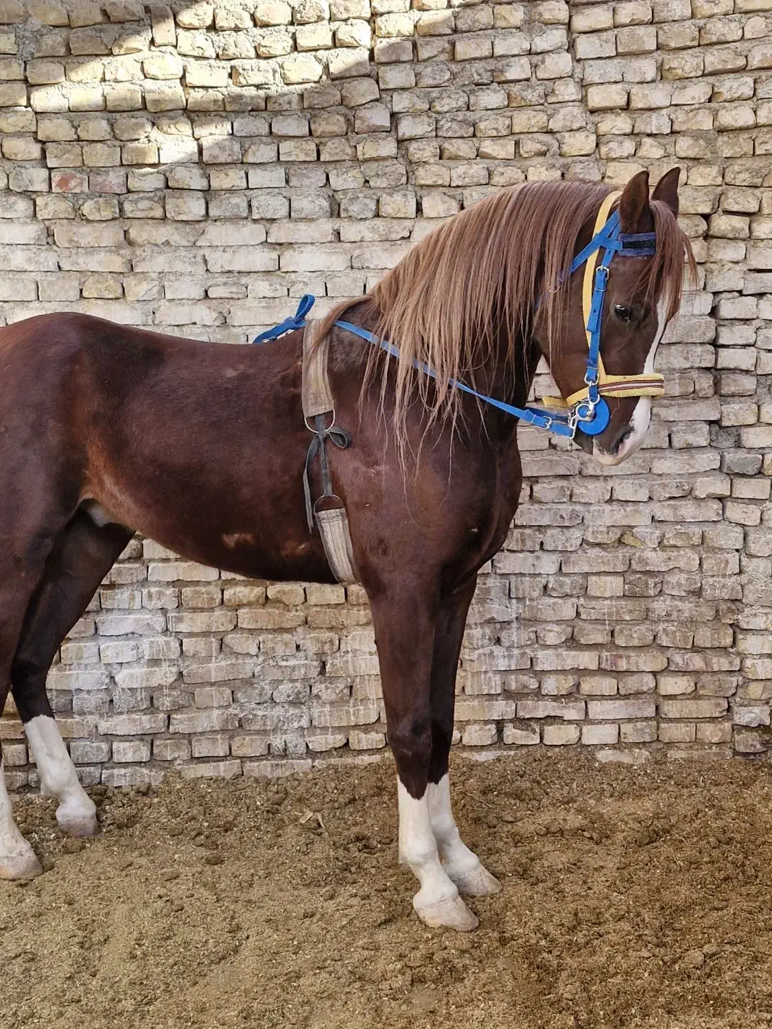 نریان عرب خالص ایرانی|اسب و تجهیزات اسبسواری|یزد, |دیوار