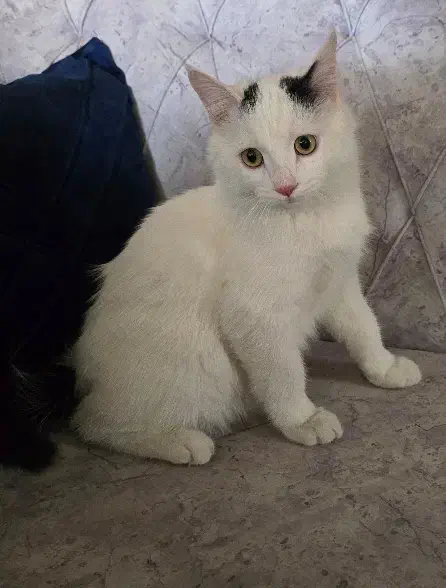 گربه فوق العاده دستی و مهربون|گربه|خمینی‌شهر, |دیوار