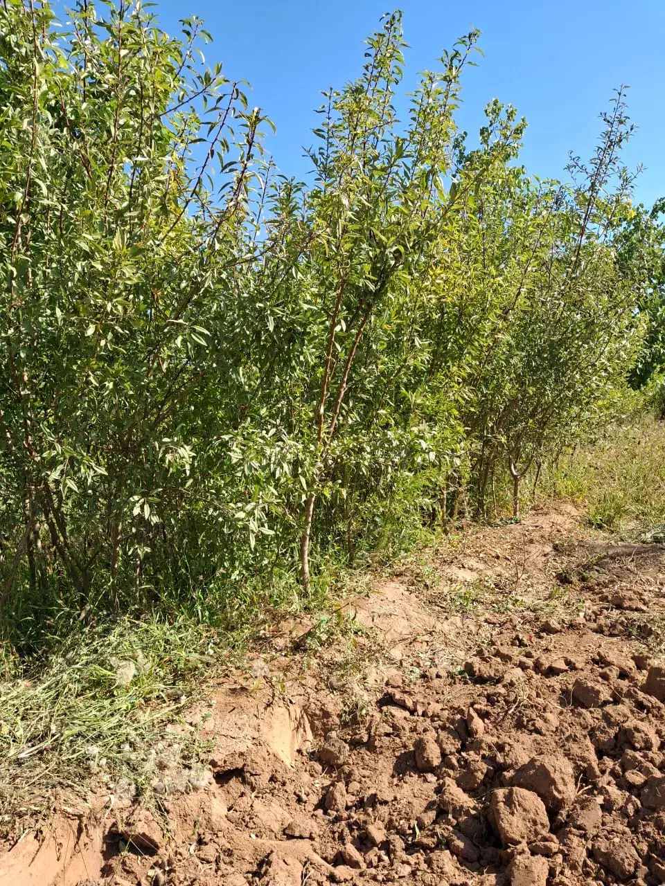 نهال بادام|خدمات باغبانی و درختکاری|سلماس, |دیوار