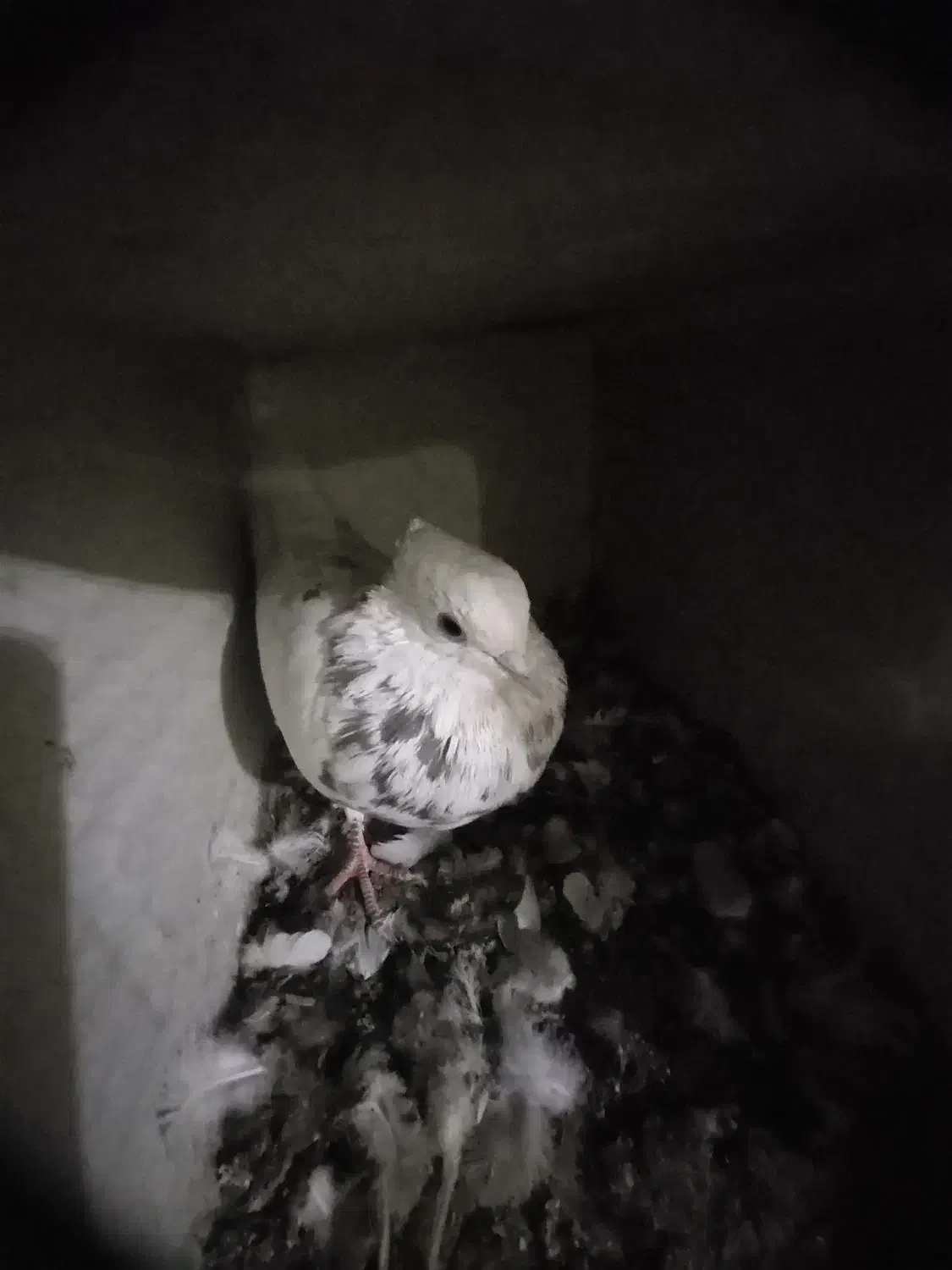 کبوتر نر...|پرنده|اصفهان, اندوان|دیوار