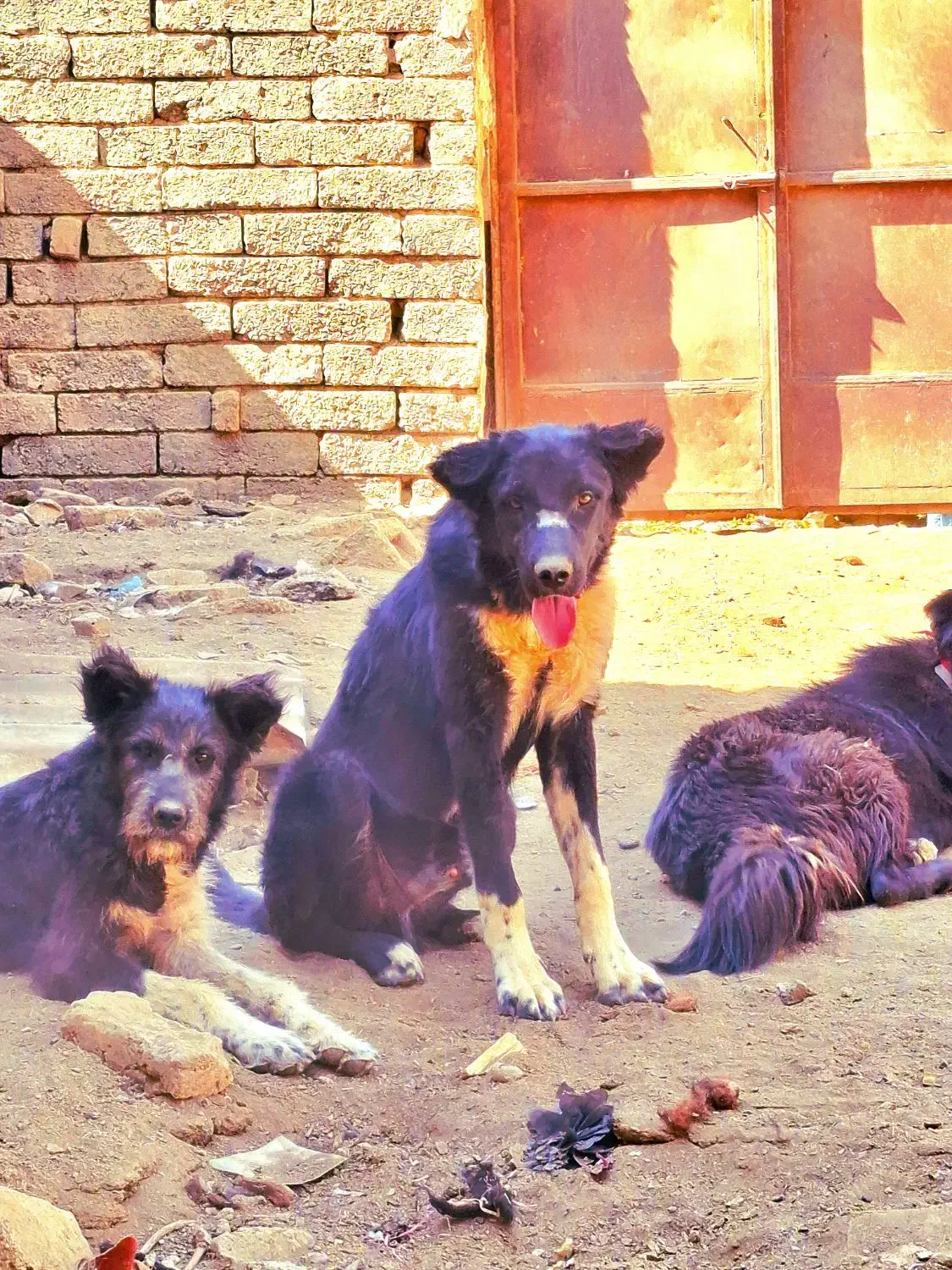 سگ قدرجونی|سگ|فلاورجان, |دیوار