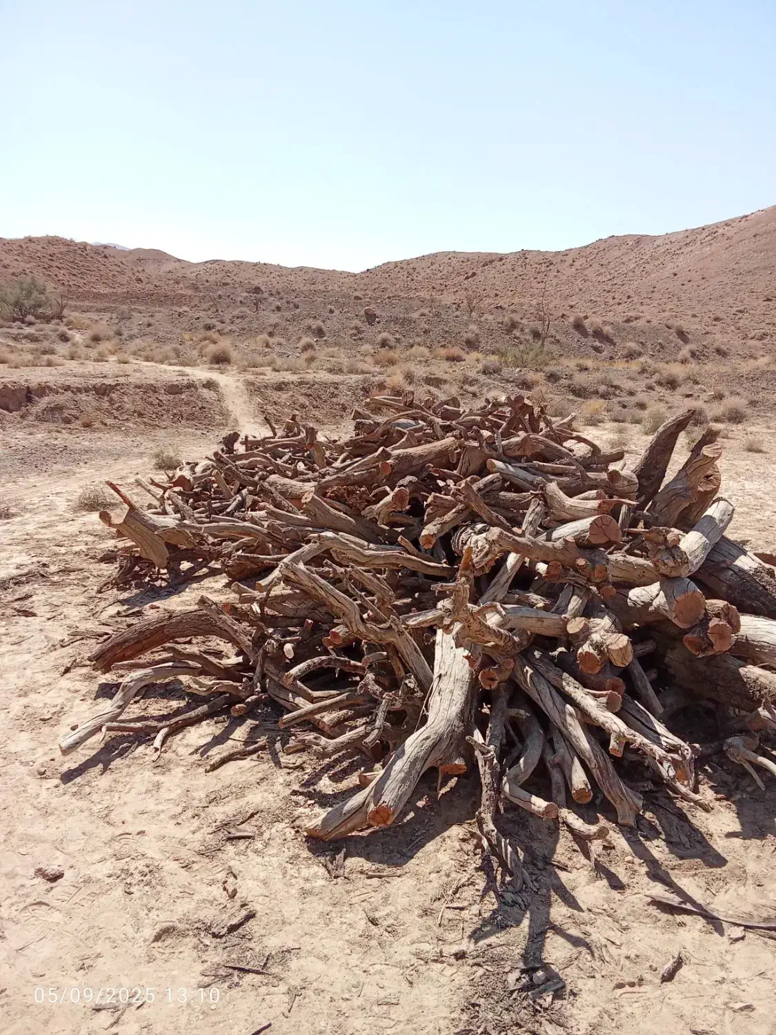 پویا چوب|خدمات باغبانی و درختکاری|گناباد, |دیوار