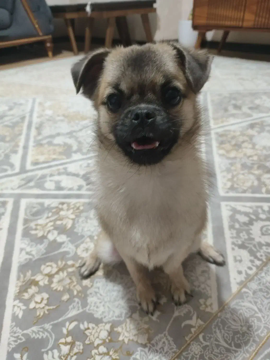 واگذاری|سگ|محمدشهر, همایون ویلا|دیوار