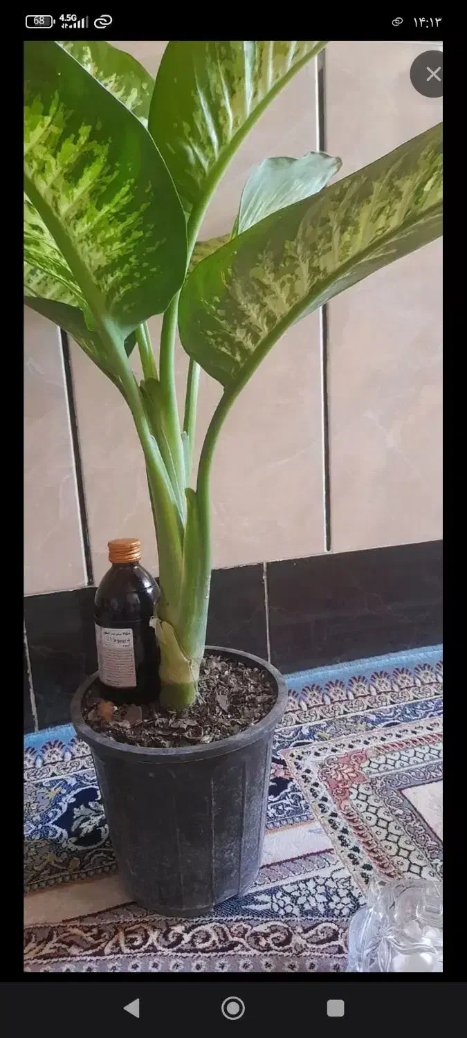 شربت گلاب|آرایشی، بهداشتی، درمانی|زابل, |دیوار