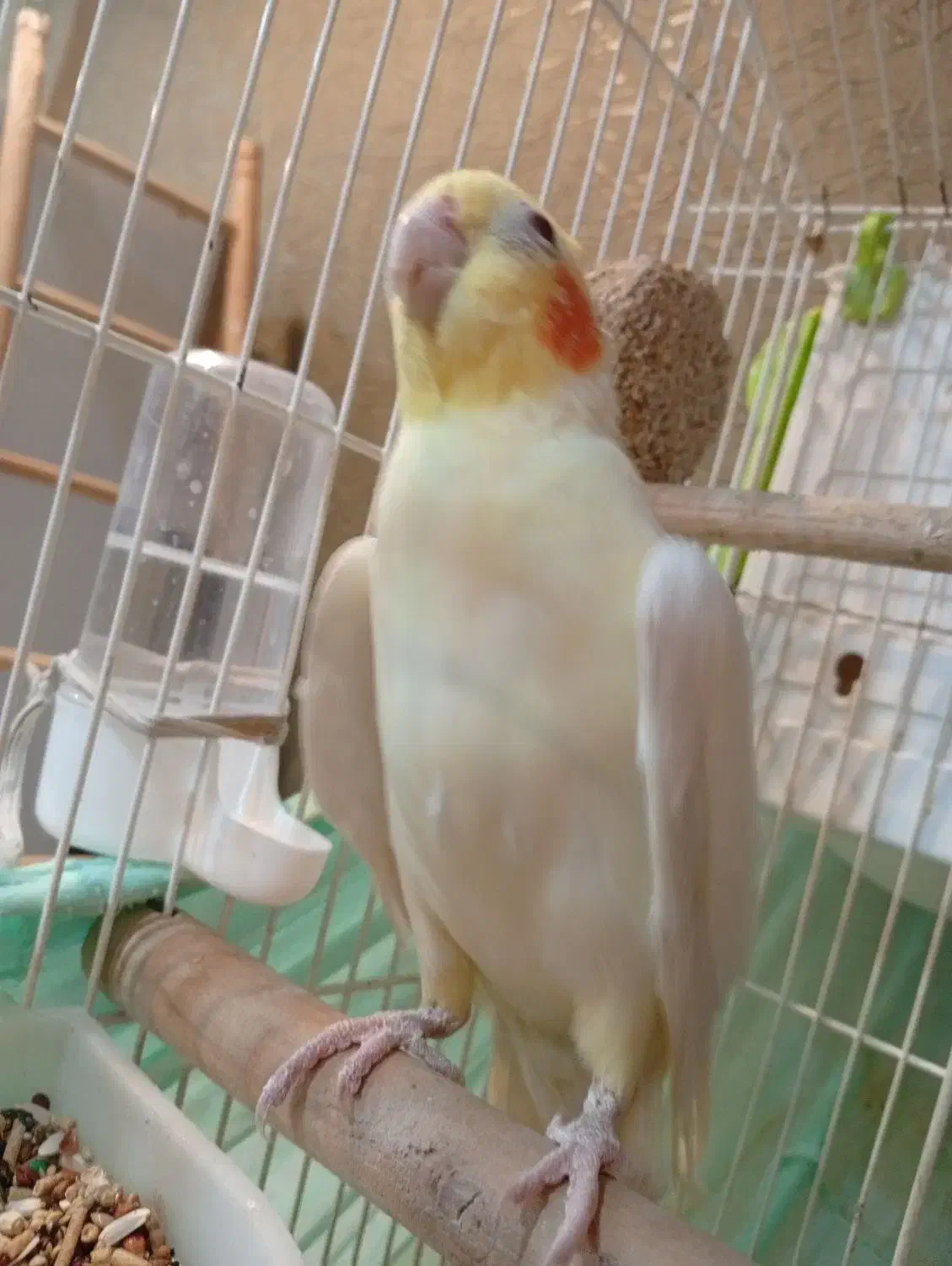 عروس هلندی نرلوتینو2ساله بالغ|پرنده|کیش, |دیوار