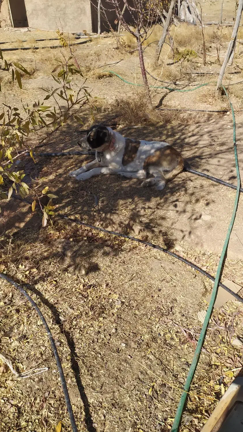 واگذاری سگ گله|سگ|صائین قلعه, |دیوار