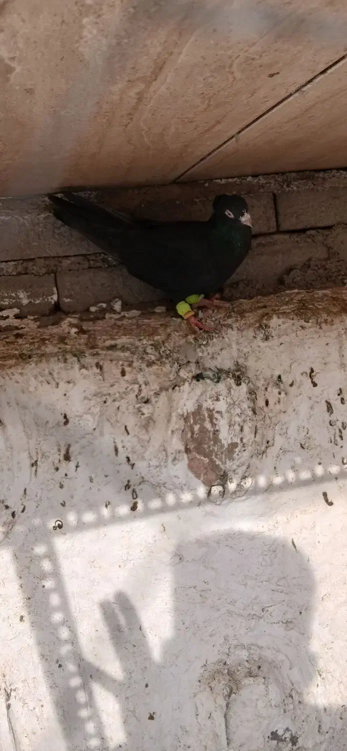 دوتا پرنده|پرنده|سبزوار, شهرک صنعتی خاوران|دیوار